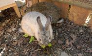 I conigli nel nostro recinto di animali da accarezzare